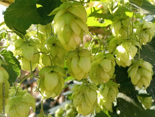 Background from the fruits of wild hops. Green hop fruits on the bush. Natural backgrounds and textures from plants. photo