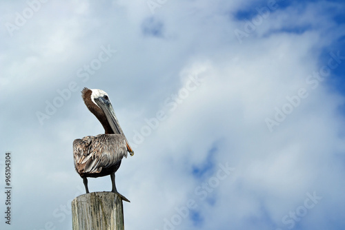 Pelican perched on a wooden pole, cloudy sikes, Ponce Inlet, Florida Beach.  photo