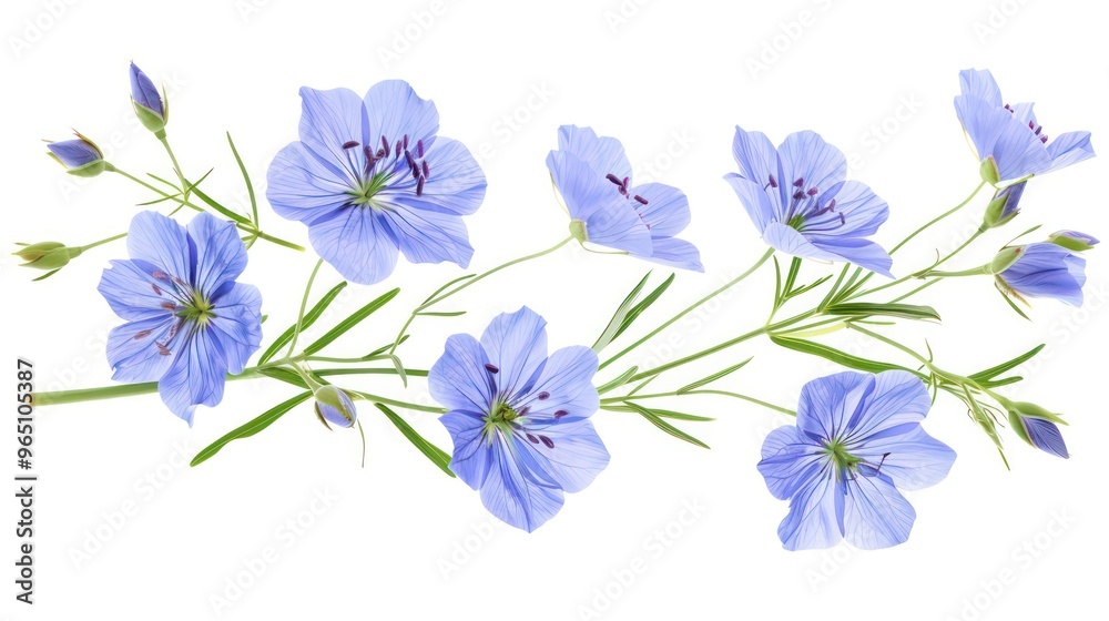 Delicate purple flowers with green stems and buds isolated on white background. Delicate purple flowers with green stems and buds isolated on white background.