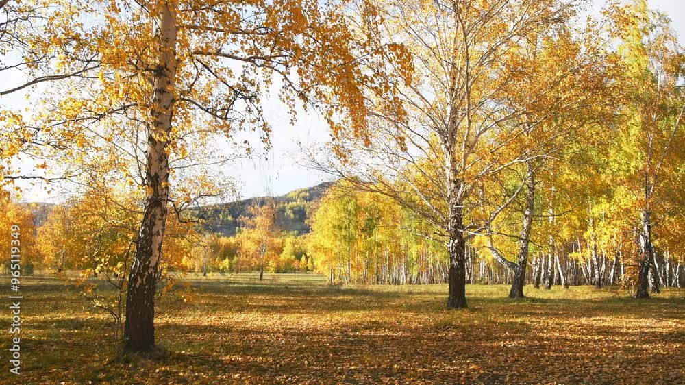 Autumn trees on the forest meadow in sunny day. Yellow leaves swaying in the light wind. Fall foliage. Beautiful autumn landscape.
Autumn trees on the forest meadow in sunny day. Yellow leaves swaying in the light wind. Fall foliage. Beautiful autumn landscape.