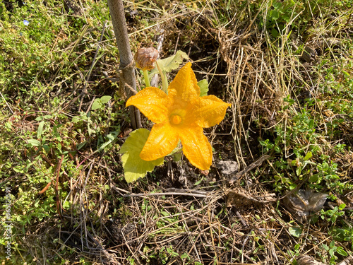 家庭菜園かぼちゃの黄色い花
