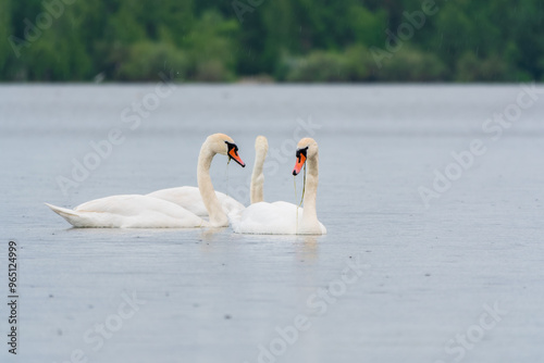 Two Graceful white Swans swimming in the lake, swans in the wild