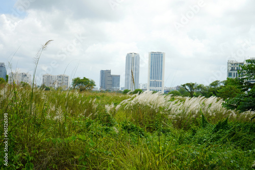 At Durga puja time the Kash phul or Kans grass flower (Saccharum Spontaneum) are blomming photo