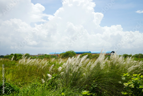 Kans grass flower (Saccharum Spontaneum) or Kash Phul Garden at West Bengal photo