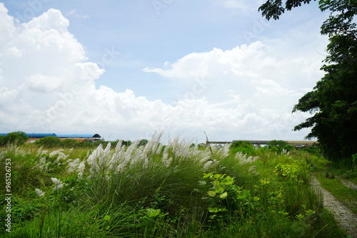 Kash Ful or Saccharum spontaneum flower photo