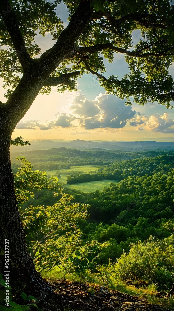 Fototapeta premium View from a Treetop Overlooking a Lush Green Valley