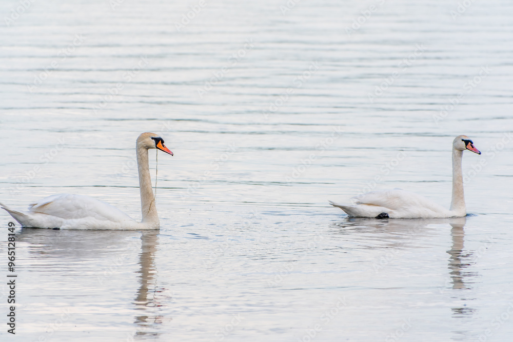Two Graceful white Swans swimming in the lake, swans in the wild Two Graceful white Swans swimming in the lake, swans in the wild