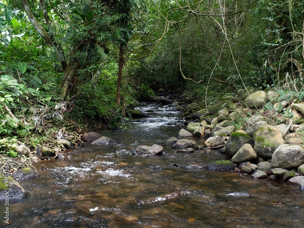 Obraz premium A small stream flowing in a Panama woodland