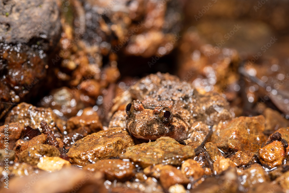 Close up of a toad Close up of a toad
