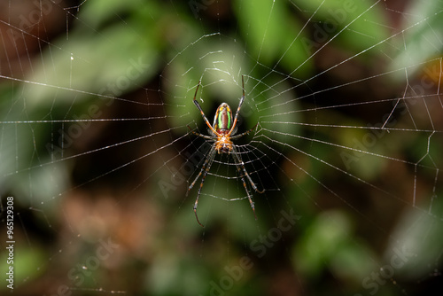 spider on web