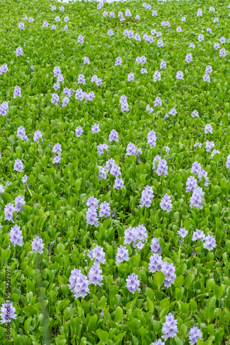 field of purple flower Common Water Hyacinth (Pontederia crassipes)