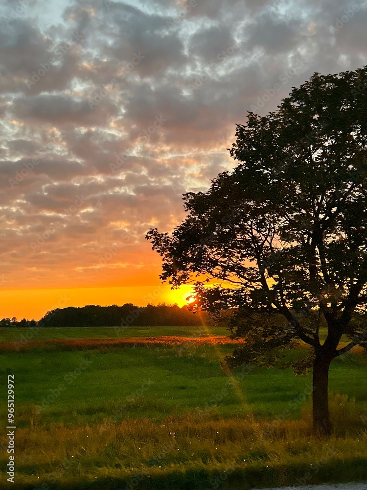 Fototapeta premium sunset in the field