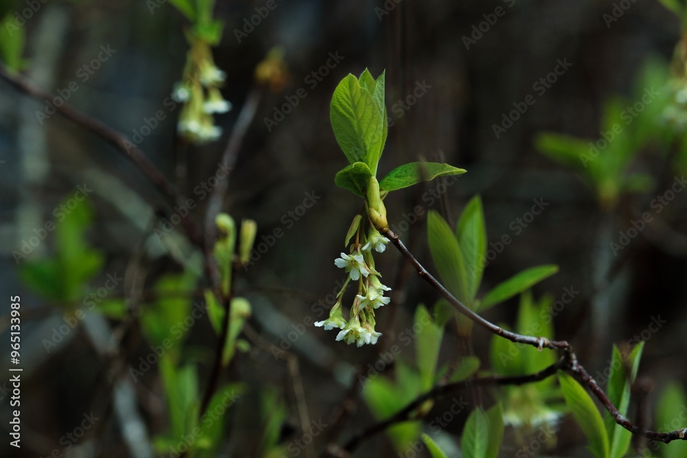spring in the forest spring in the forest