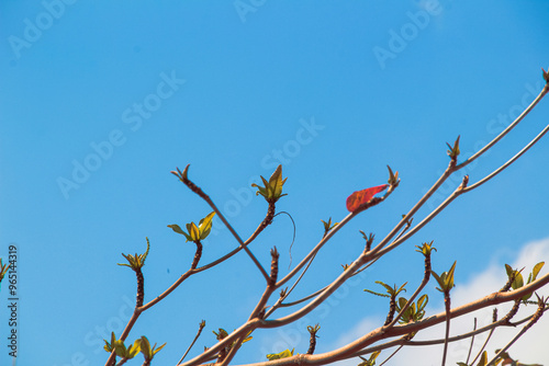Branches with brown and orange leaves in fall against a backdrop of clear blue sky