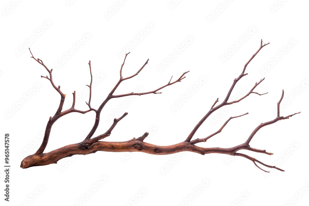 A detailed view of a rustic tree branch with intricate twigs, perfect for nature-themed projects and artistic creations. A detailed view of a rustic tree branch with intricate twigs, perfect for nature-themed projects and artistic creations.