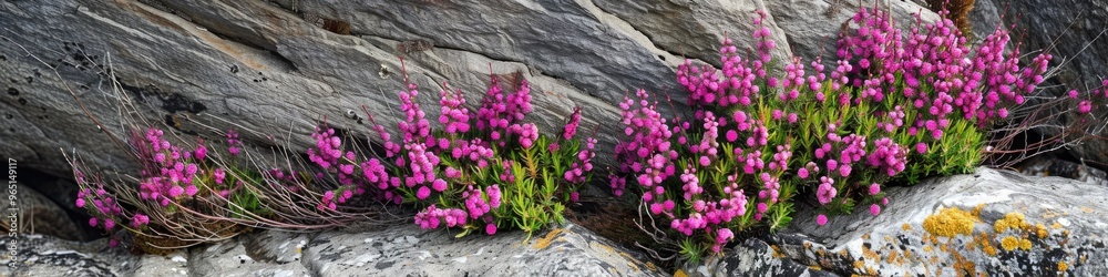 Obraz premium Vibrant red heather flowers flourishing in rocky roadside crevices