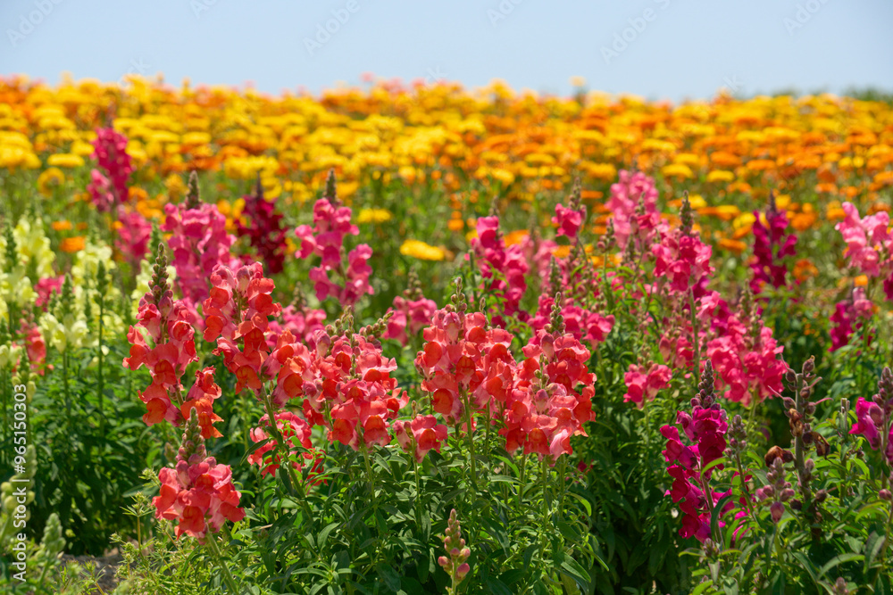 花畑に咲く赤色のポピーの花 花畑に咲く赤色のポピーの花
