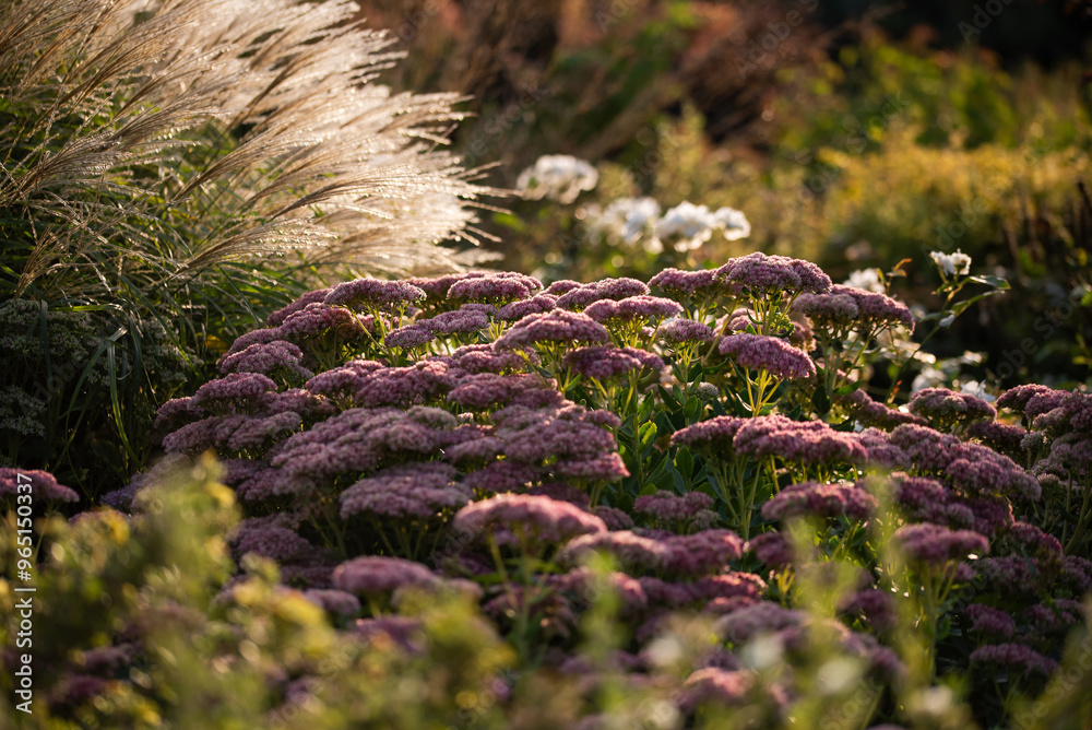 Naklejka premium Kwiatowe tło, kwiaty i trawy w ogrodzie tapeta. 