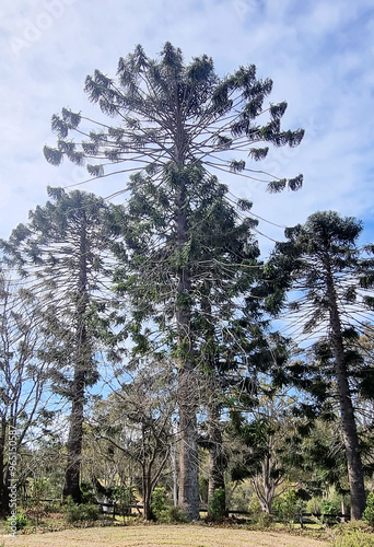 Bunya Pine (Araucaria bidwillii) with a blue sky and clouds photo