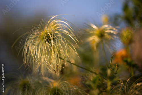 Kwiaty clematis, przekwitnięte w ogrodzie.