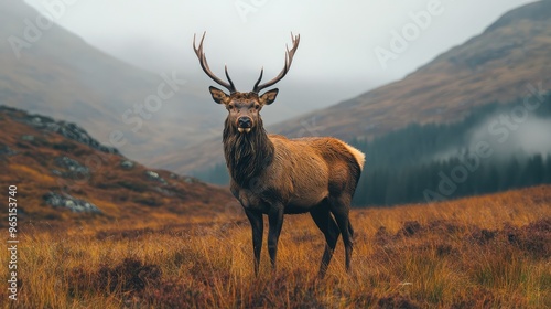 deer in the mountains