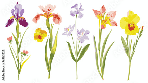 set of pencil style colorful birth flowers on a white background