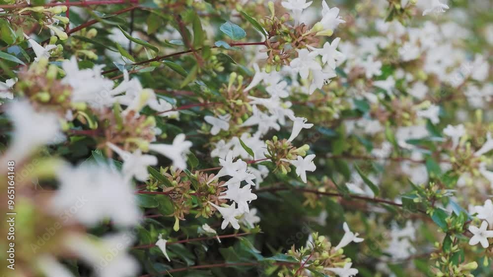 花が咲いたアベリアの生垣