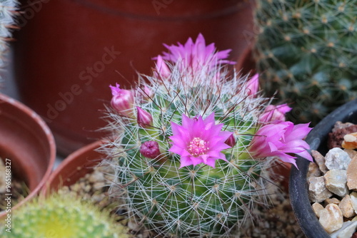 Cactus floreciendo photo