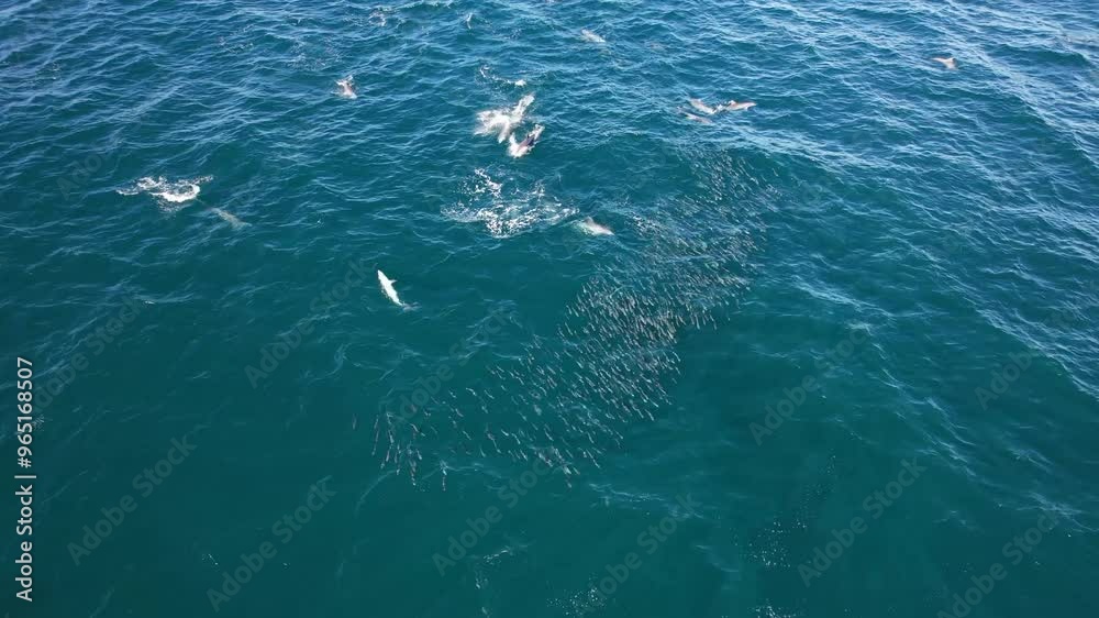 Aerial Shot Of Dolphins Hunting Mullet Fish In New South Wales, Australia Aerial Shot Of Dolphins Hunting Mullet Fish In New South Wales, Australia
