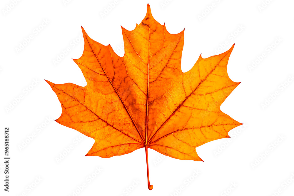 Autumnal Emblem, Maple Leaf Majesty Autumnal Emblem, Maple Leaf Majesty