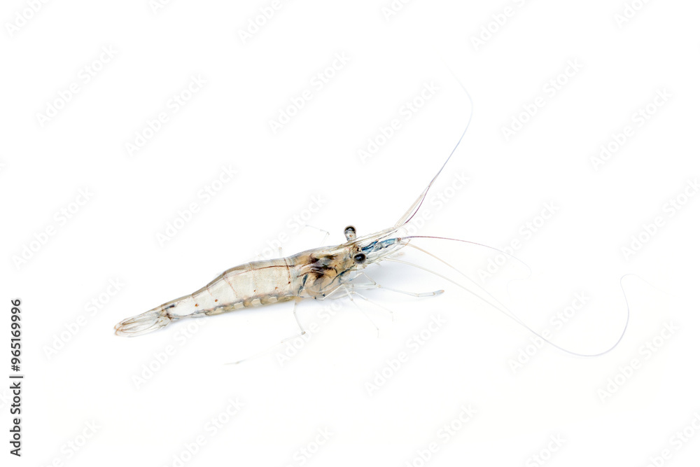 Tiny freshwater shrimp - Macrobrachium lanchesteri isolated on white background. index Indicates the abundance of water resources in nature.