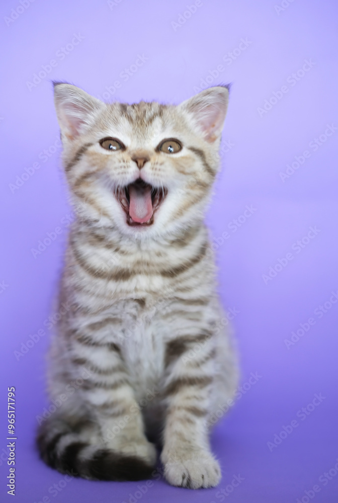 Cat meows, yawning on purple background. Portrait of an adorable gray tabby cat in background in studio. Space for copying text. Pets concept. Vertical display. Cat meows, yawning on purple background. Portrait of an adorable gray tabby cat in background in studio. Space for copying text. Pets concept. Vertical display.