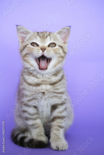 Cat meows, yawning on purple background. Portrait of an adorable gray tabby cat in background in studio. Space for copying text. Pets concept. Vertical display.