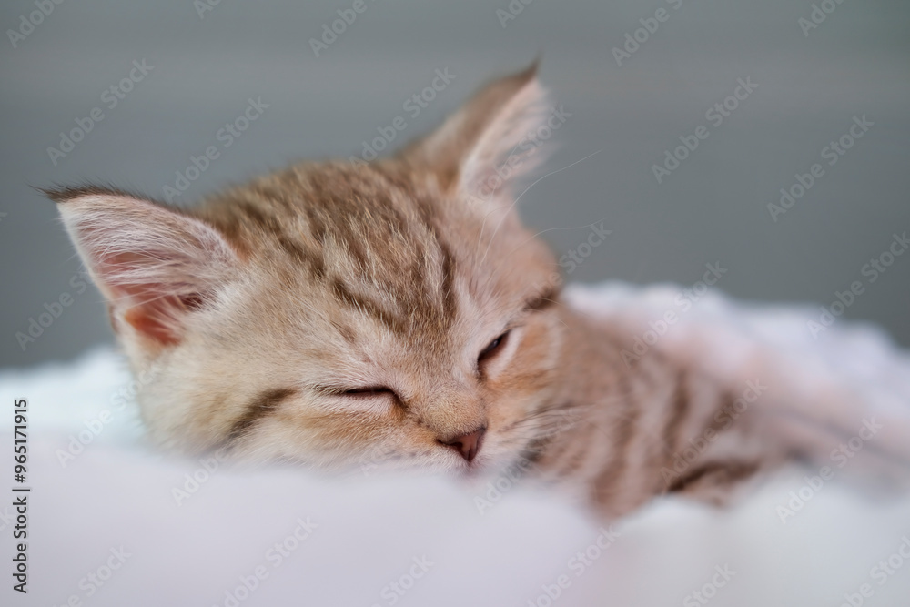 Cute striped kitten lies on white blanket on bed. Looking at camera. Adorable little pets concept. Free space for text. Cute striped kitten lies on white blanket on bed. Looking at camera. Adorable little pets concept. Free space for text.
