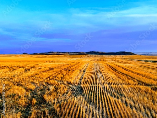 A Golden Montana Wheat Field Freshly Harvested