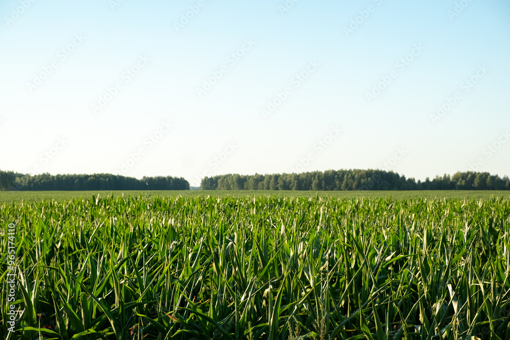 Green field of growing green corn and blue sky. Green field of growing green corn and blue sky.