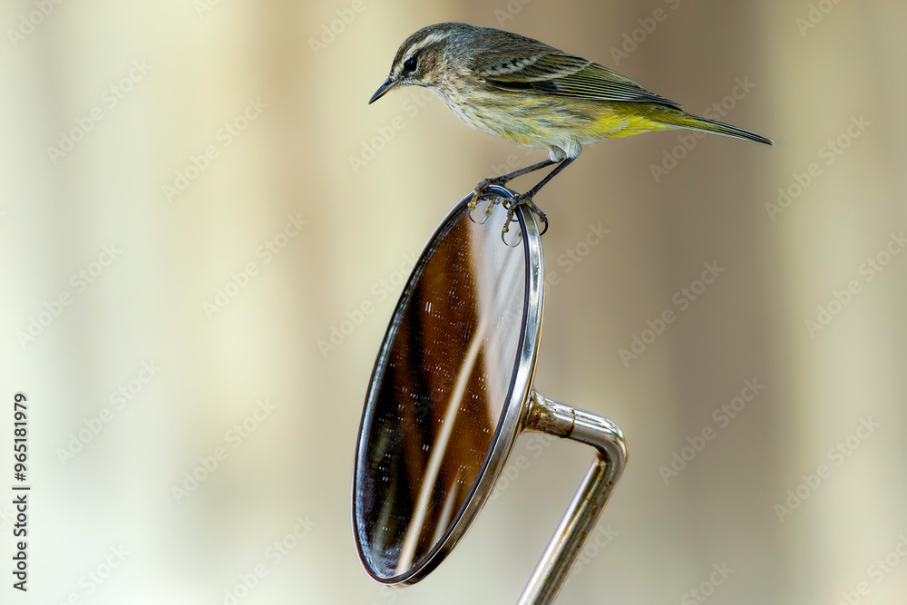 Palm warbler (Setophaga palmarum) perched on scooter mirror, Cuba. Selective focus on bird's eye