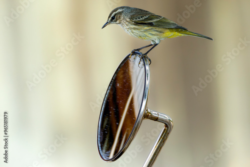 Obraz na płótnie Palm warbler (Setophaga palmarum) perched on scooter mirror, Cuba. Selective focus on bird's eye w salonie
