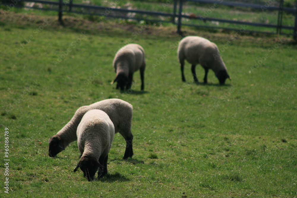 Fototapeta premium 牧草を食べるひつじ