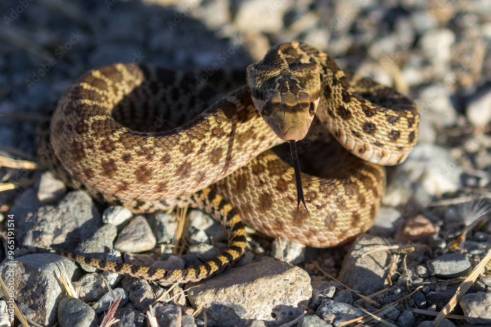 Pacific Gopher Snake juvenile in defensive posture. San Francisco Bay Trail, Sunnyvale, Santa Clara County, California, USA. Pacific Gopher Snake juvenile in defensive posture. San Francisco Bay Trail, Sunnyvale, Santa Clara County, California, USA.