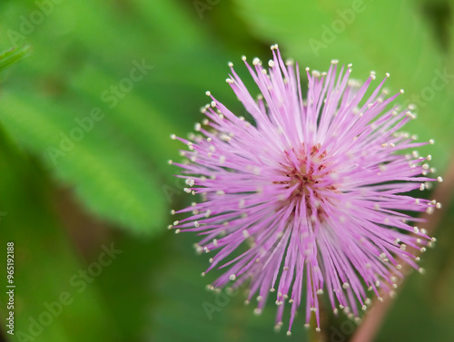 the beauty of wild plants in the yard framed in macro scale