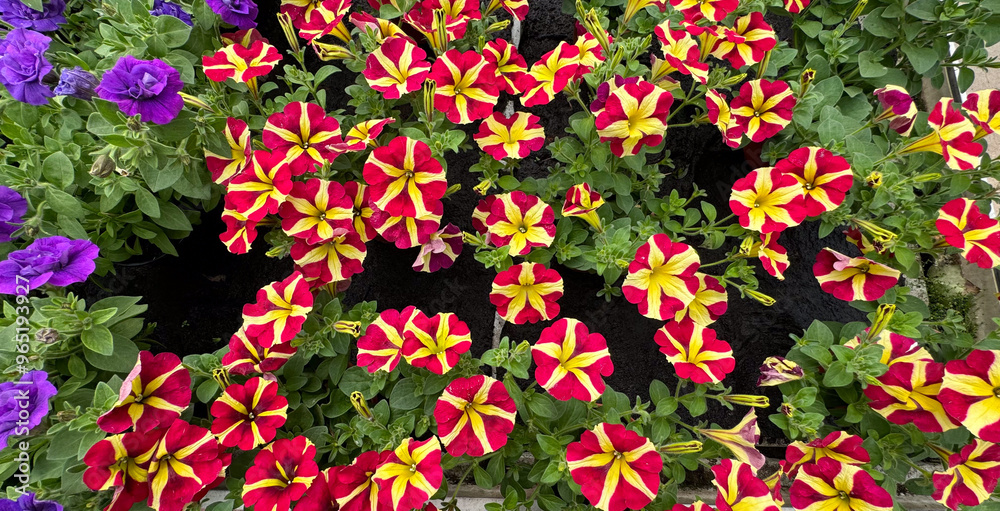 Naklejka premium A colorful garden display featuring red and yellow striped petunias, with purple petunias in the background