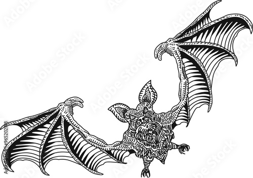 A detailed line art engraving of a black bat in flight, its wings outstretched photo