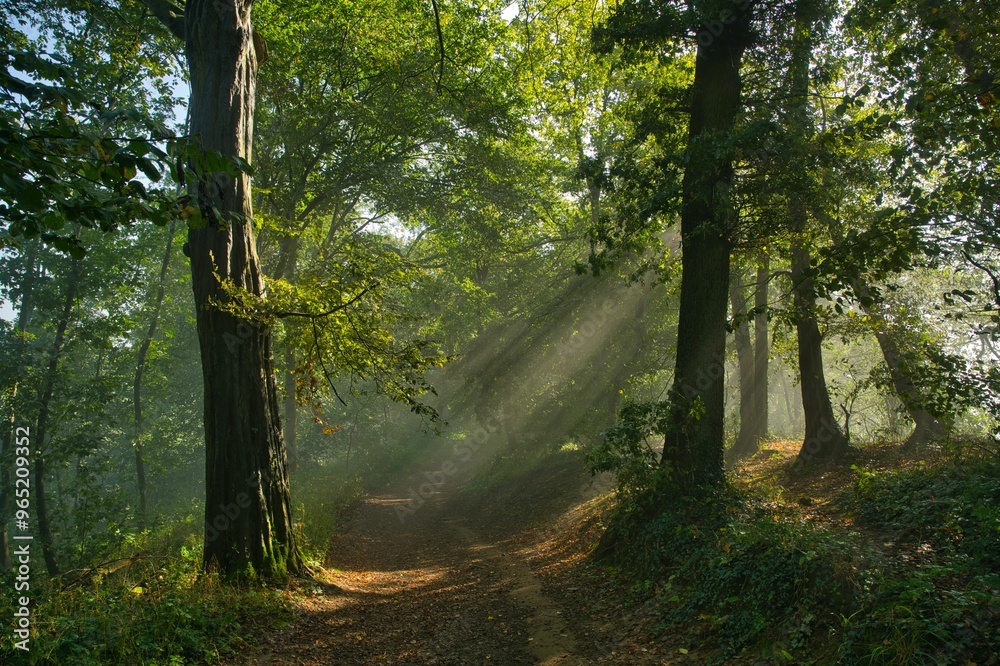Obraz premium Lichtstimmung im Teutoburger Wald
