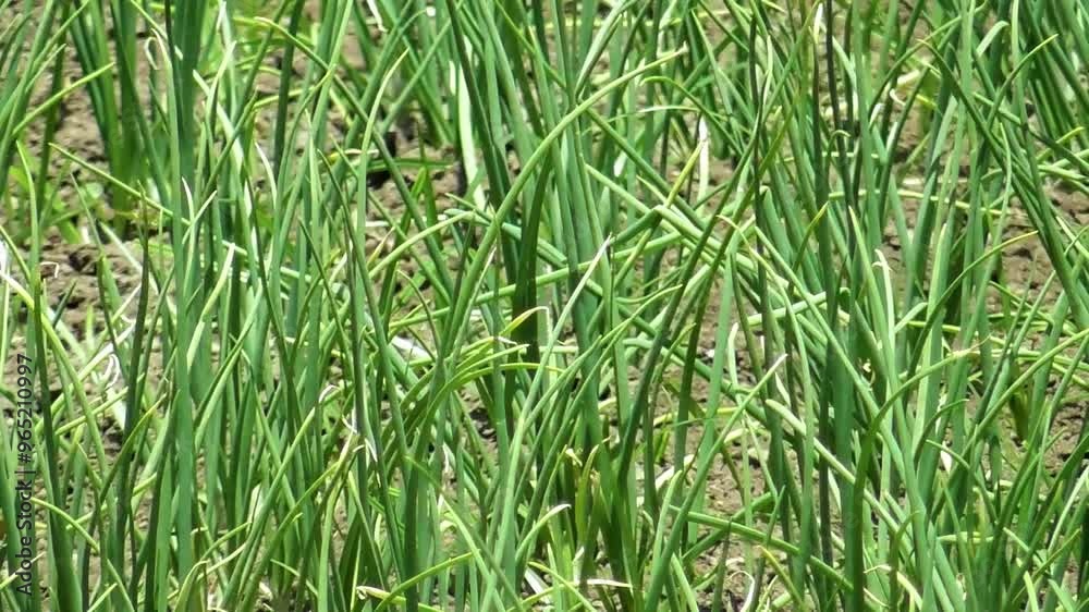 Green onion leaves in summer. Harvest field, farming, onion care. A small harvest, onion leaves in a row Green onion leaves in summer. Harvest field, farming, onion care. A small harvest, onion leaves in a row