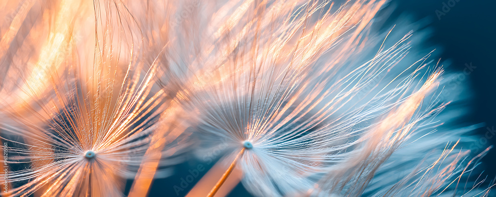 A detailed macro photograph of a dandelion head with its white seeds ready to disperse A detailed macro photograph of a dandelion head with its white seeds ready to disperse