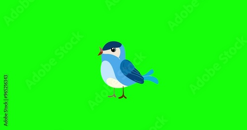 Blue passerine bird cartoon animation character singing greenbox. Blinking eyes seamless loop behaviour isolated animal part of a serie moves. 4K video film movie for any landscape background.
