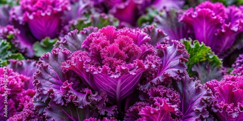 Vibrant purple kale leaves feature serrated edges and a rough texture, making them a nutritious and aesthetically