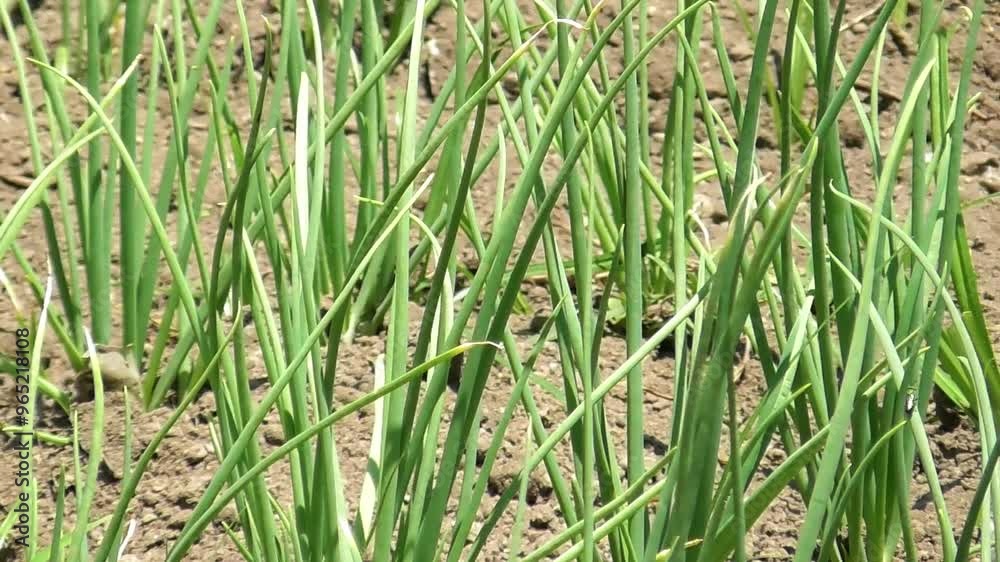 Onion Plant. Green onion leaves in summer. Harvest field, farming, onion care. Onion Plant. Green onion leaves in summer. Harvest field, farming, onion care.