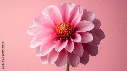 Pink dahlia flower on pink background, close-up view. Nature and beauty concept